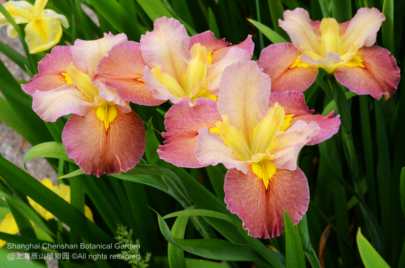 Louisiana Iris 10.jpg