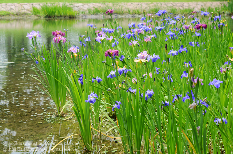 Louisiana Iris 2.jpg