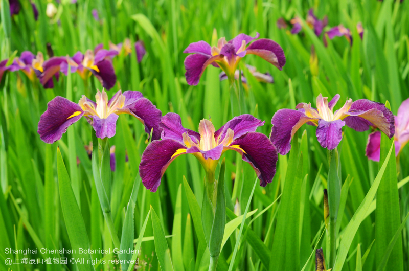 Louisiana Iris 8.jpg