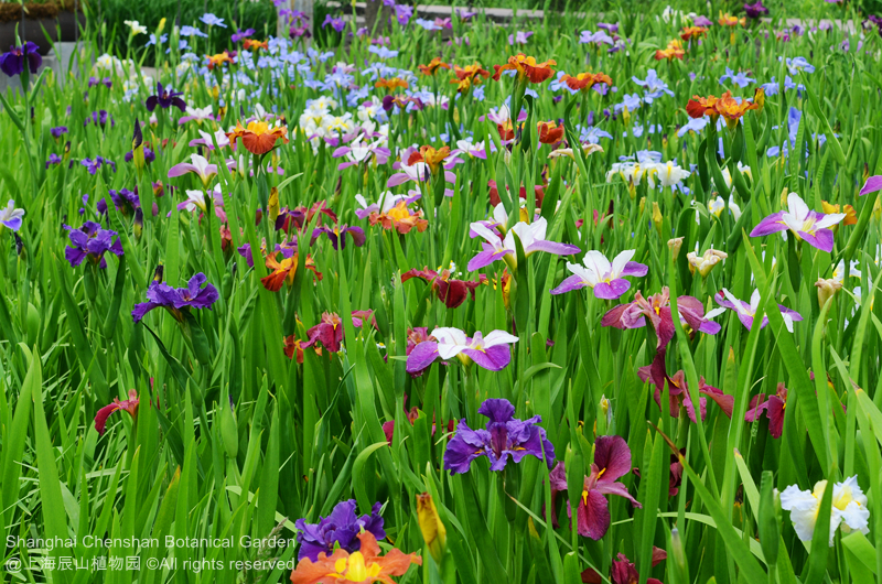 Louisiana Iris 5.jpg