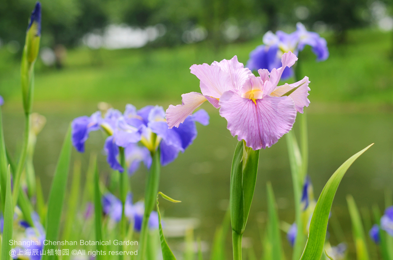 Louisiana Iris 1.jpg