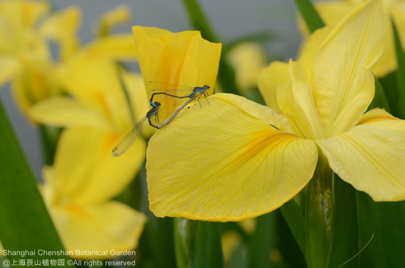 Louisiana Iris 3.jpg