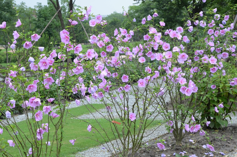 图1 辰山木槿花开.jpg