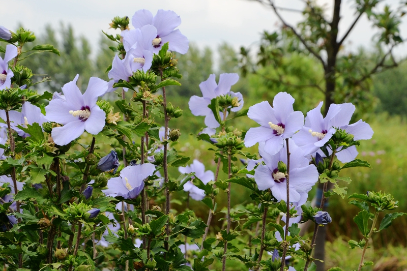 图2辰山木槿花开.jpg