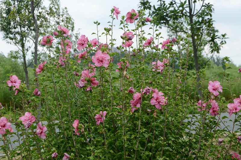 图3 辰山木槿花开.jpg