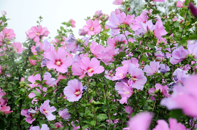 图5辰山木槿花开.jpg