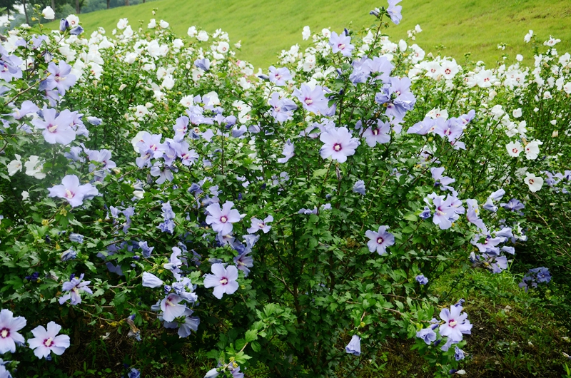 图4辰山木槿花开.jpg