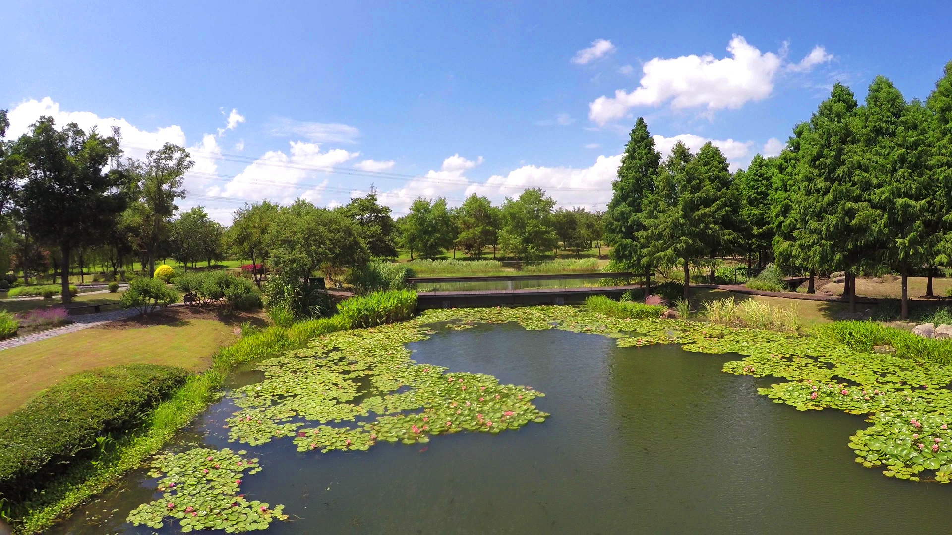 水生植物园(沈戚懿).jpg