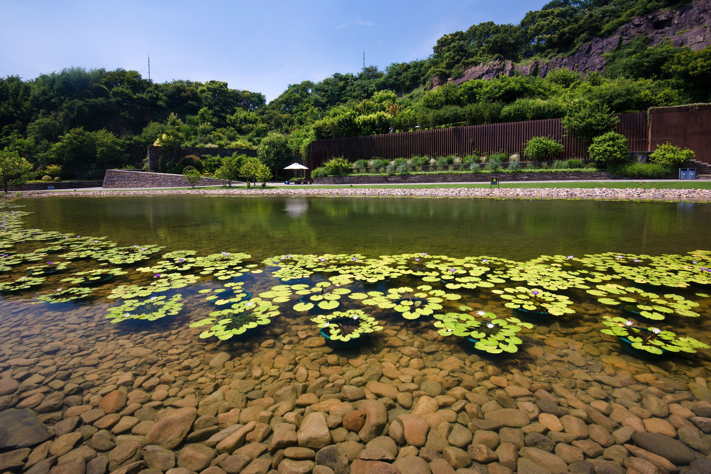 矿坑花园热带睡莲展区(蓝风摄影).jpg