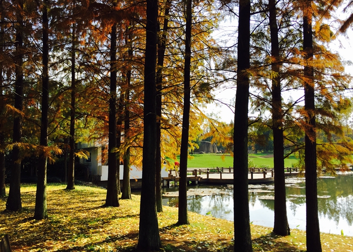 姗姗来池 ad623dcf-6e13-44b1-b9e1-6a2c6b7fa46b.jpg