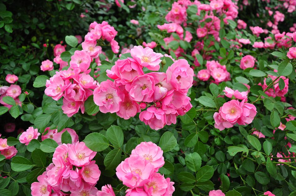 DSC_0520_副本.jpg