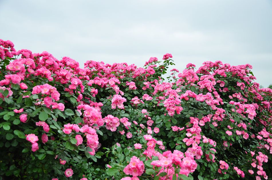 DSC_0519_副本.jpg