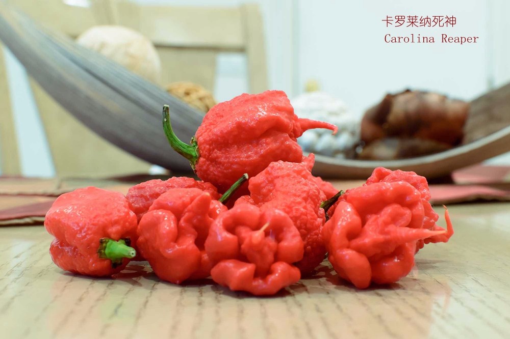 卡罗莱纳死神Carolina Reaper.jpg