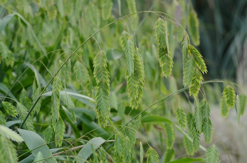 30小盼草.jpg