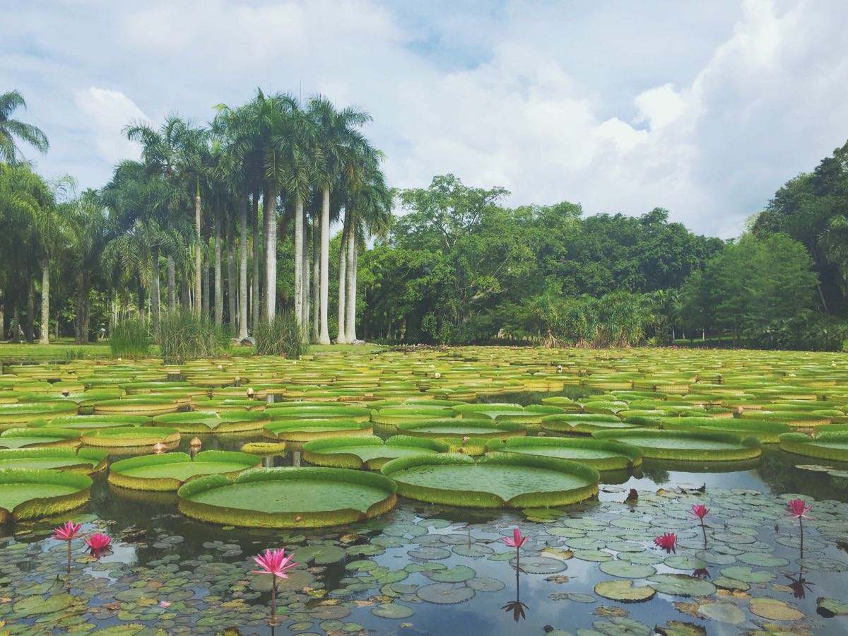 版纳植物园.jpg