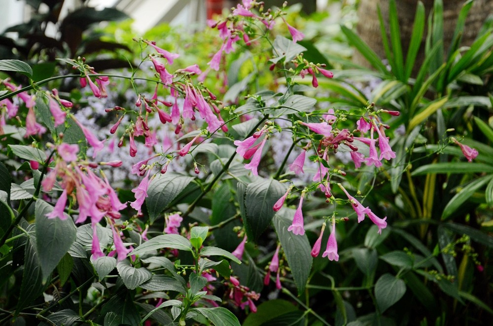 05叉花草.jpg 05叉花草.jpg
