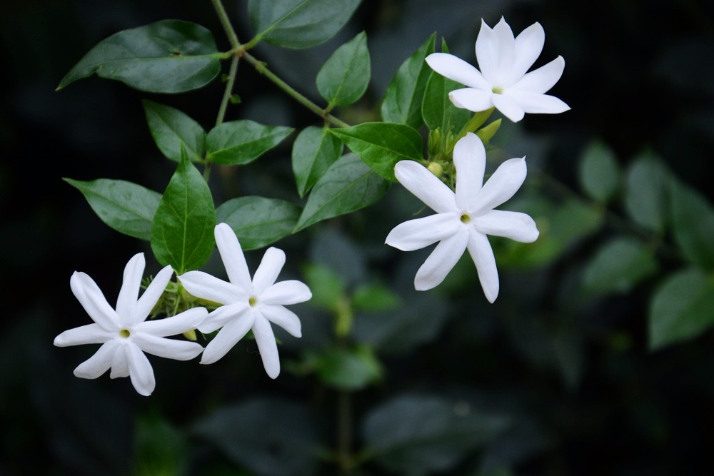 09毛茉莉.jpg 09毛茉莉.jpg