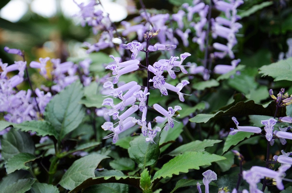 10莫娜紫香茶菜.jpg 10莫娜紫香茶菜.jpg