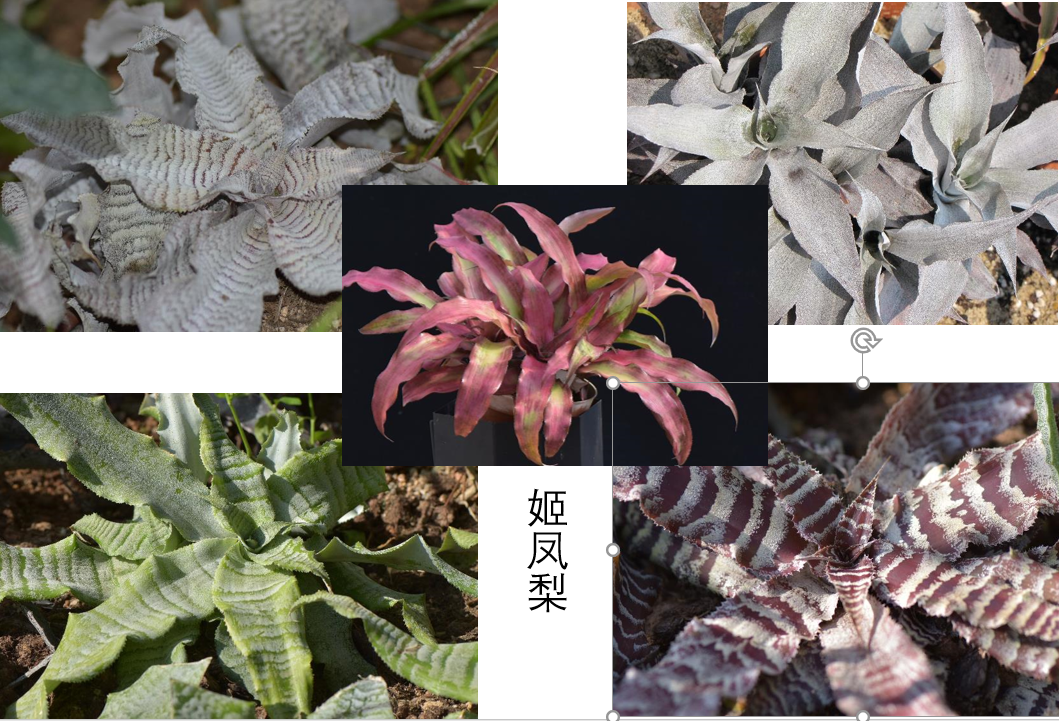 TIM图片20180213094323.png