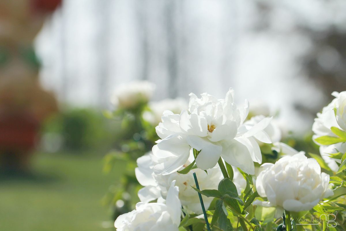 11 Paeonia ‘Jingyu’#‘景玉’牡丹 0989_副本.jpg