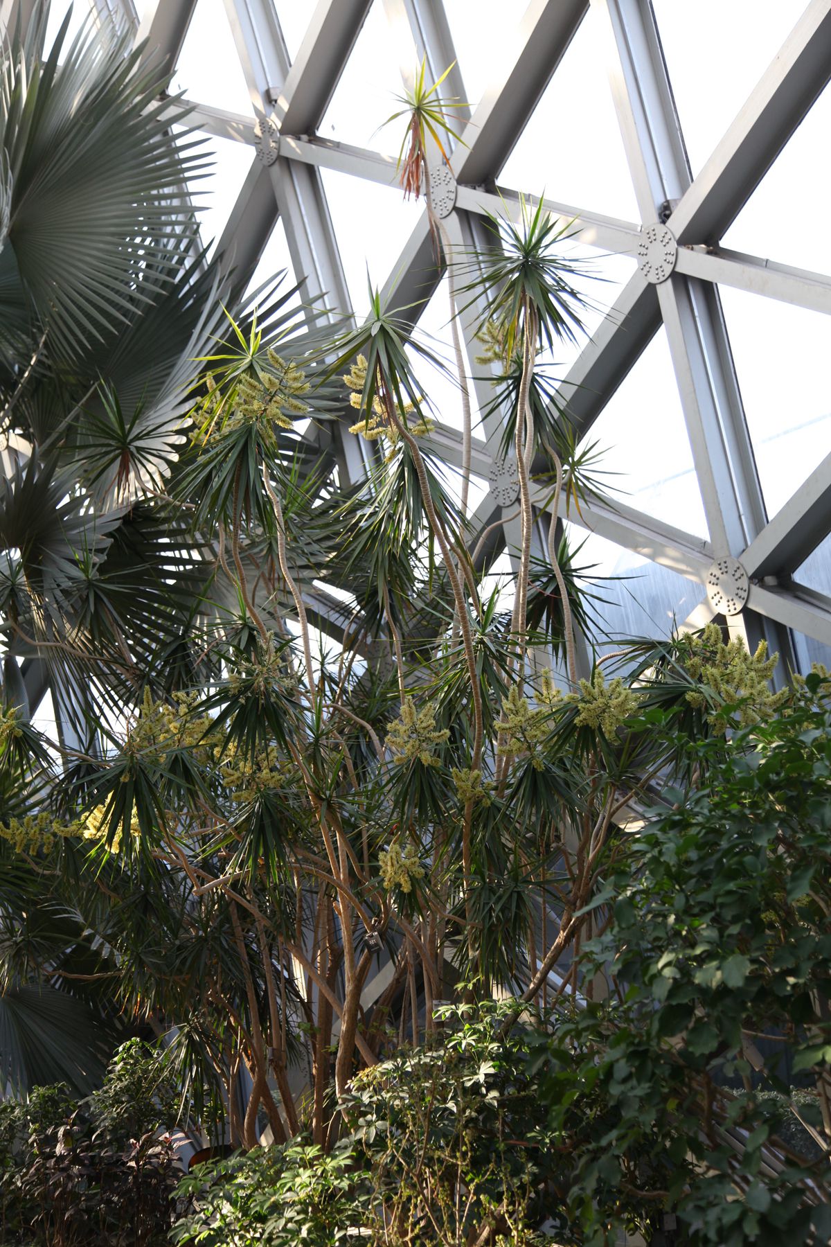 图01.植株多分枝_副本.jpg