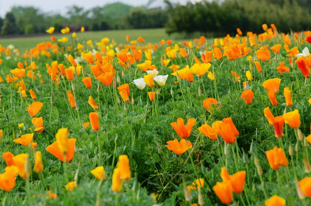 花菱草1.jpg