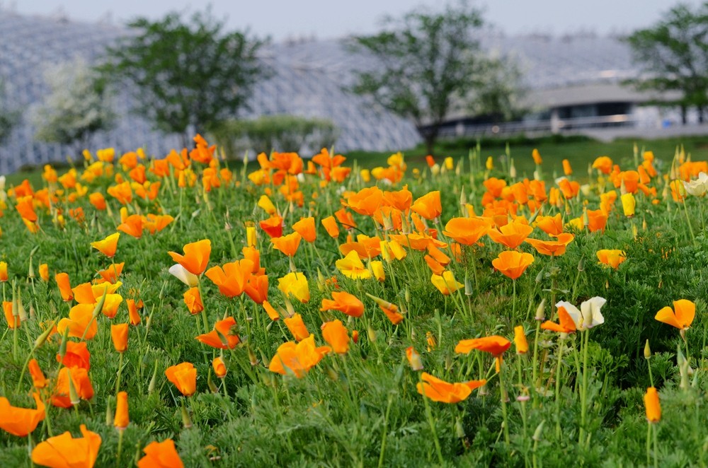 花菱草2.jpg