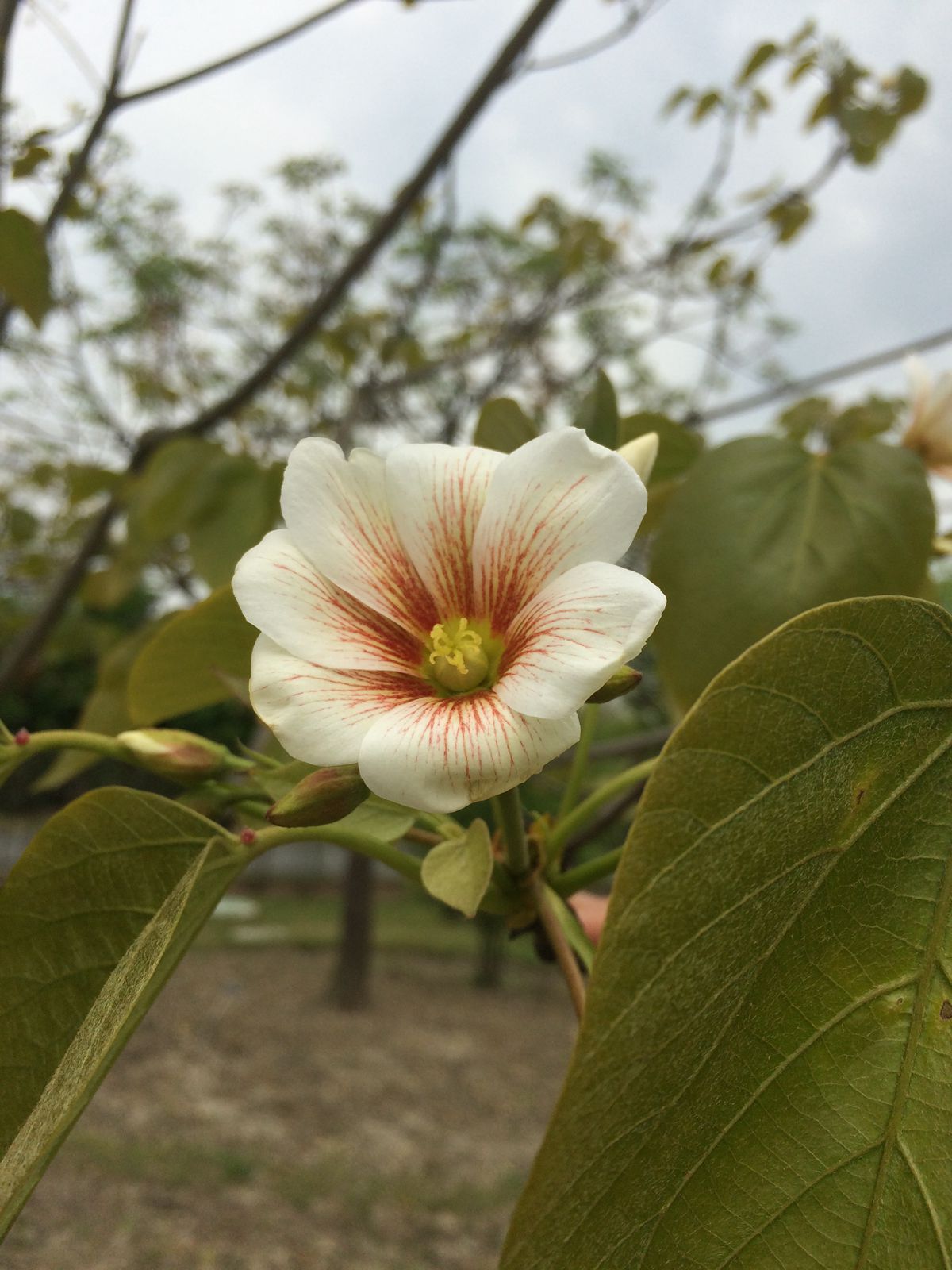油桐雌花_副本.jpg