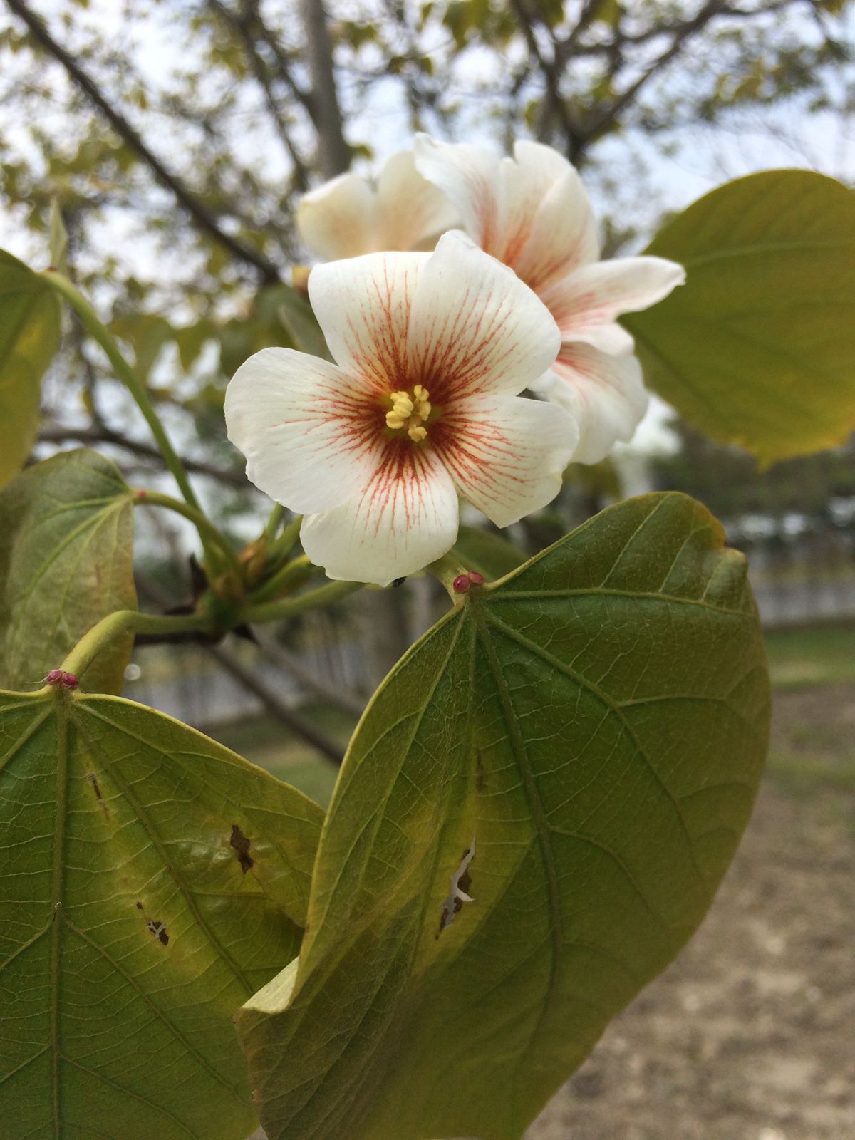 油桐雄花_副本.jpg