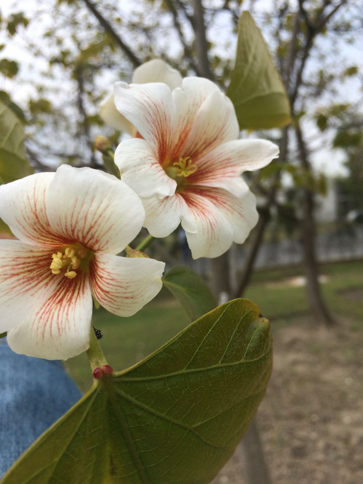 油桐雄花和雌花_副本.jpg