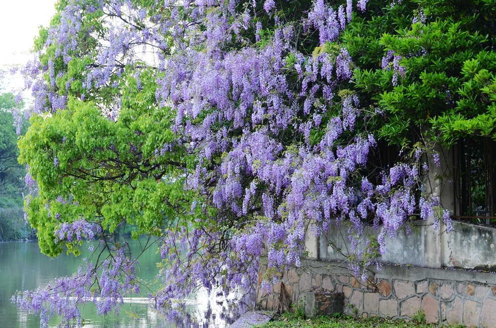 DSC_0089_副本.jpg