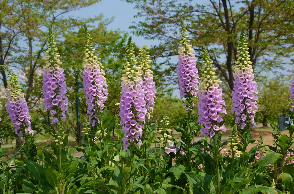 DSC_2700_副本.jpg