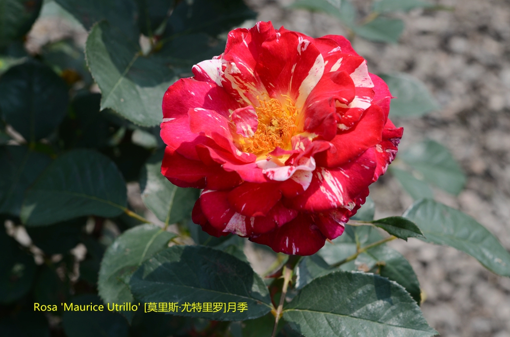 01尤特里罗.jpg 01尤特里罗.jpg