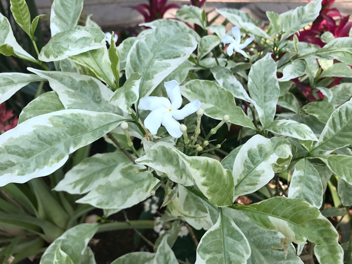 花叶狗牙花1_副本.jpg