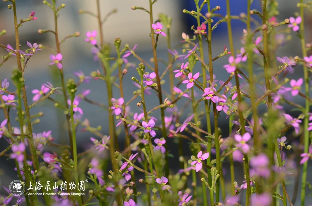 04 花柱草.jpg