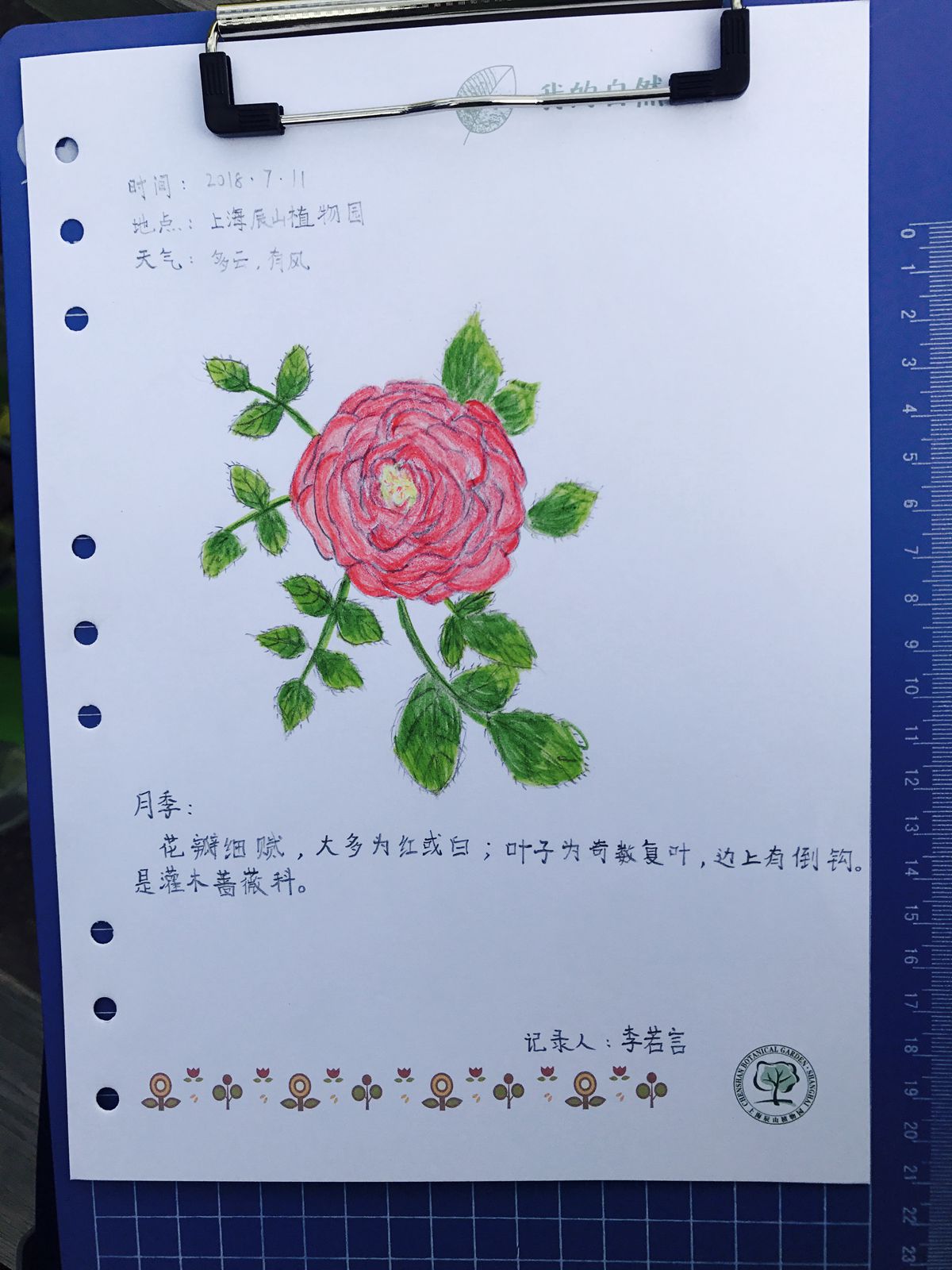 月季自然笔记4_副本.jpg