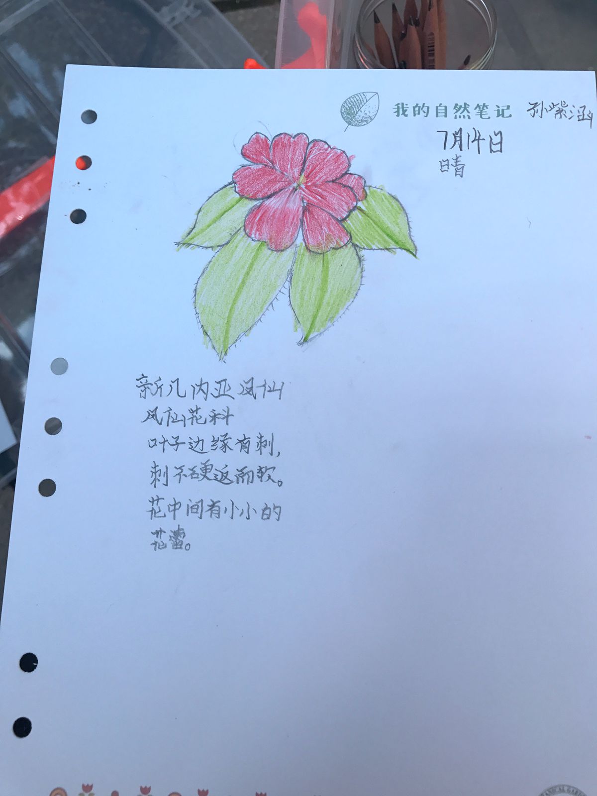 自然笔记作品 (3)_副本.jpg