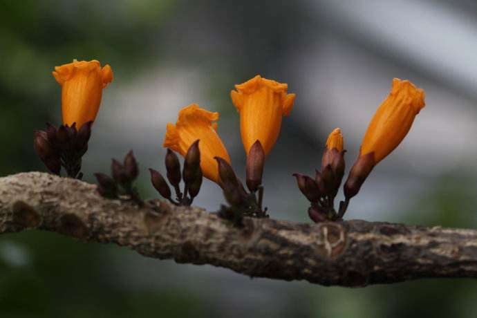 火烧花2.jpg