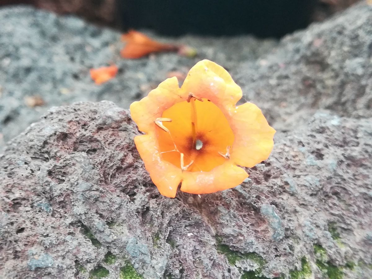 火烧花3_副本.jpg