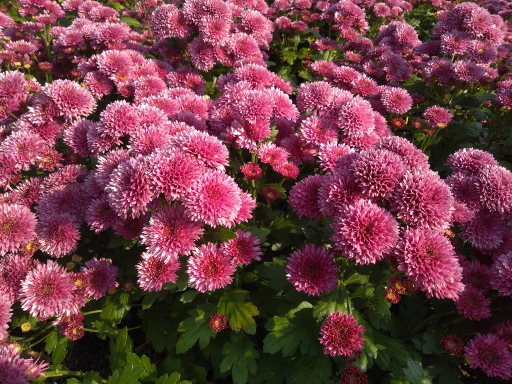 63678566175453823884703764535ffff2.jpg