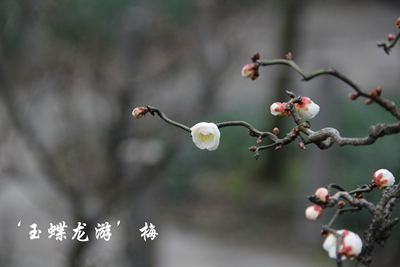 郁香简谱_儿歌简谱(2)