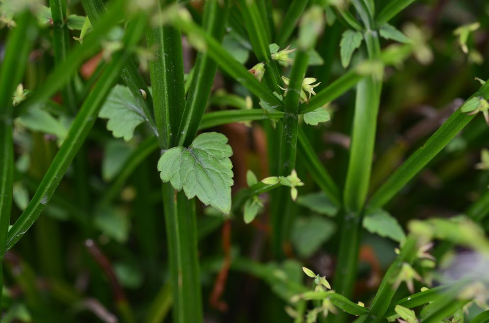 2019-05-15 上海辰山植物园13_副本.jpg