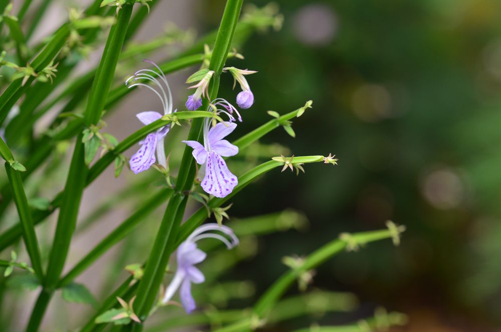 2019-05-15 上海辰山植物园31_副本.jpg