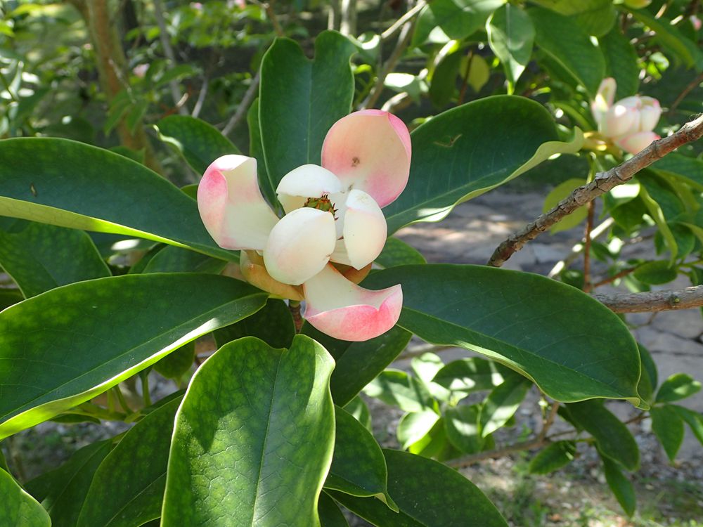 2019-05-21 上海辰山植物园188_副本.jpg