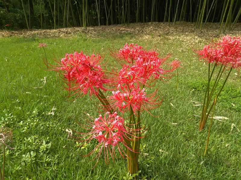 石蒜1_副本.jpg