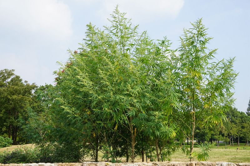 大麻3_副本.jpg