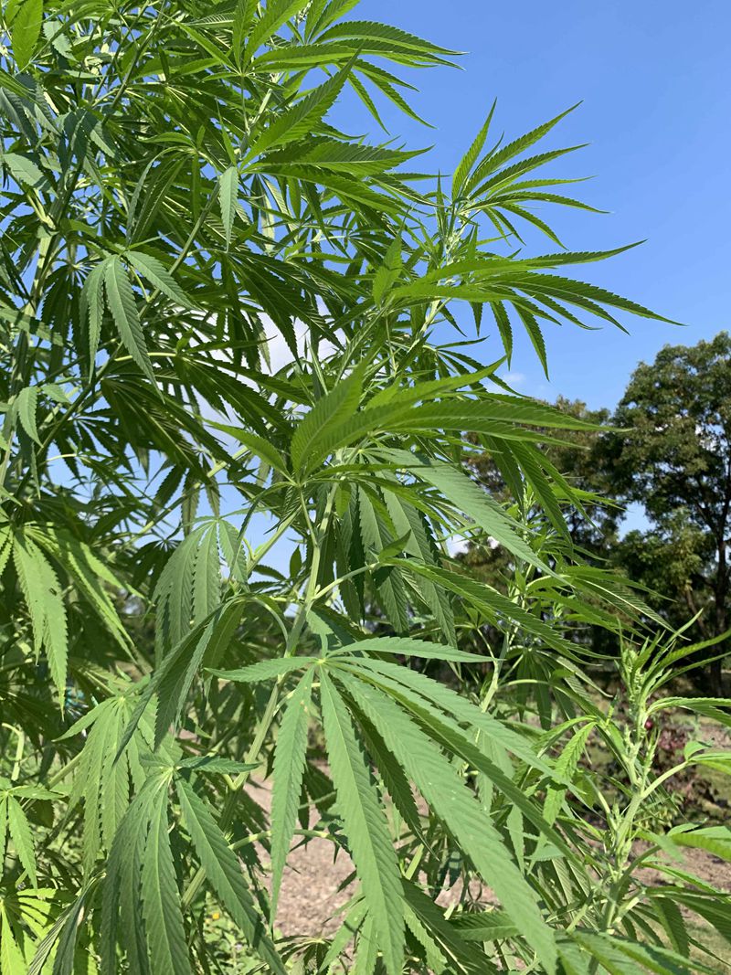 大麻2_副本.jpg
