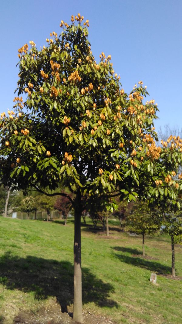 "佛光树"熠熠发光,普照辰山