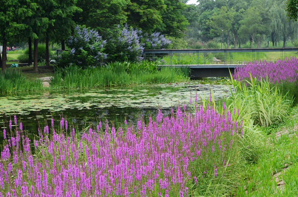 均有种植成片的千屈菜,目前正以饱满的姿态盛放出唯美浪漫的紫色花海