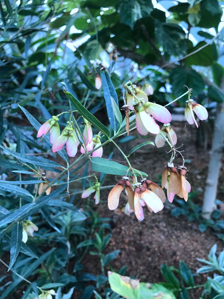 金虎尾科姐妹花首次绽放辰山植物园热带花果馆